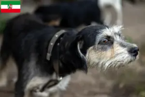 Read more about the article Griffon Nivernais breeders and puppies in North Rhine-Westphalia
