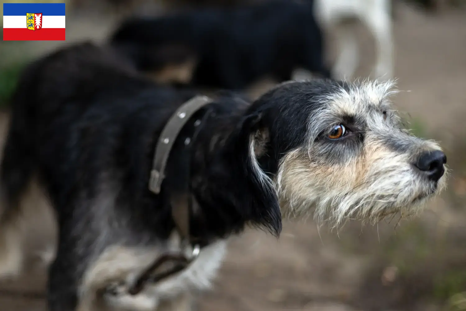 Read more about the article Griffon Nivernais breeders and puppies in Schleswig-Holstein