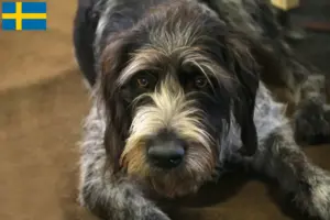 Read more about the article Griffon Nivernais breeders and puppies in Sweden
