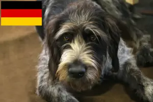Read more about the article Griffon Nivernais breeders and puppies in Germany
