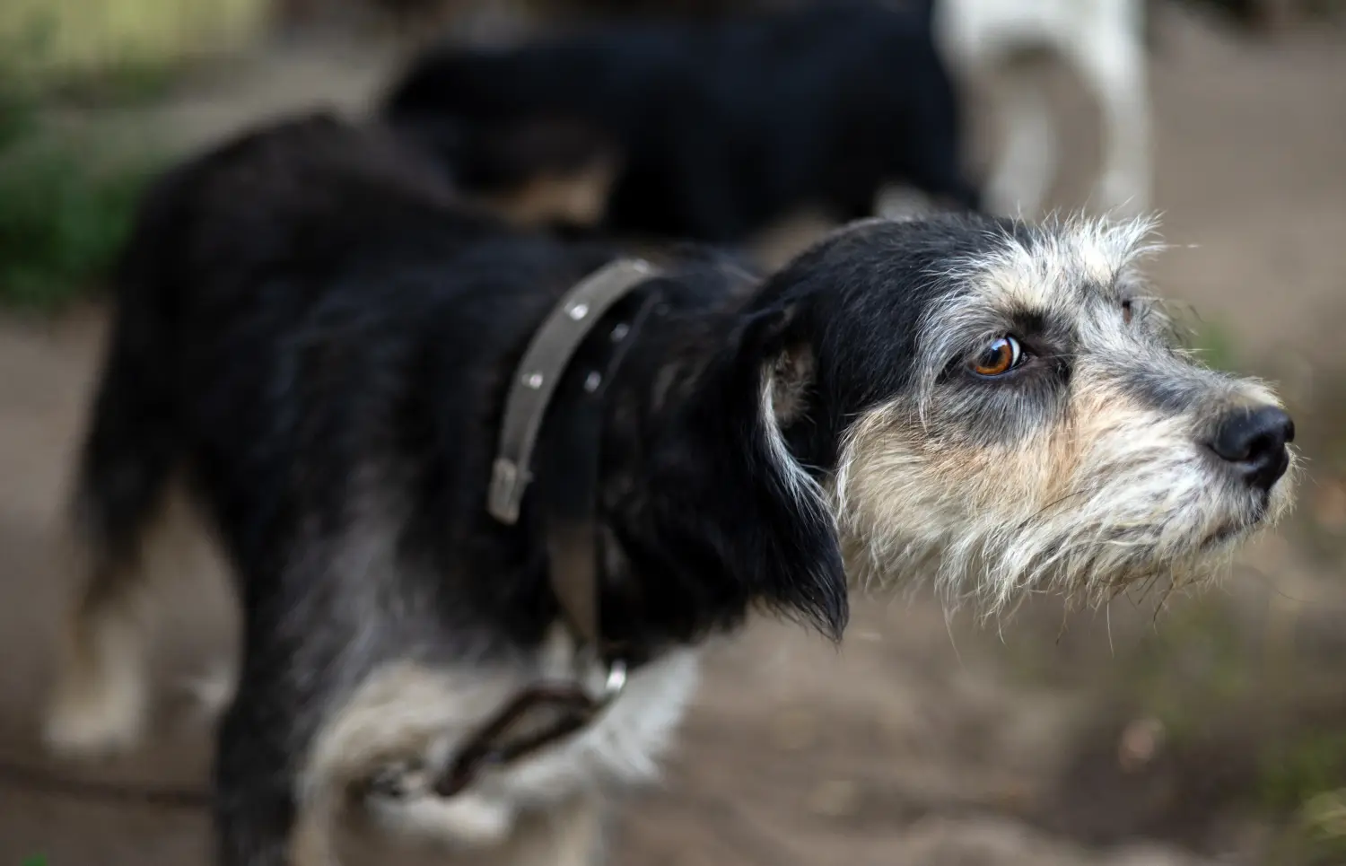 Buying a Griffon Nivernais puppy means taking responsibility! Buy Griffon Nivernais puppies.