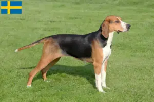 Read more about the article Hamiltonstövare breeders and puppies in Sweden