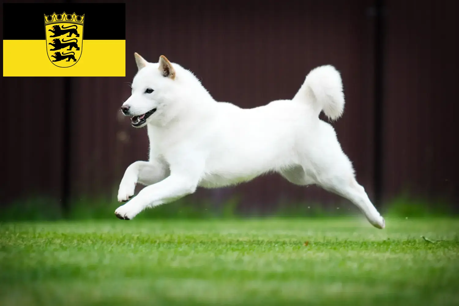 Hokkaido puppies and breeders Baden-Württemberg Here you can find Hokkaido breeders in Baden-Württemberg.