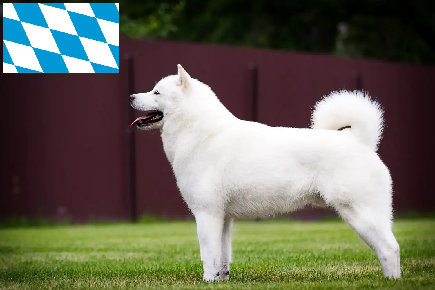Hokkaido puppies and breeders Bavaria Here you can find Hokkaido breeders in Bavaria.