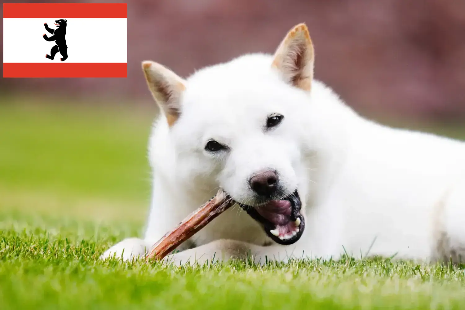Hokkaido puppies and breeders Berlin Here you can find Hokkaido breeders in Berlin.