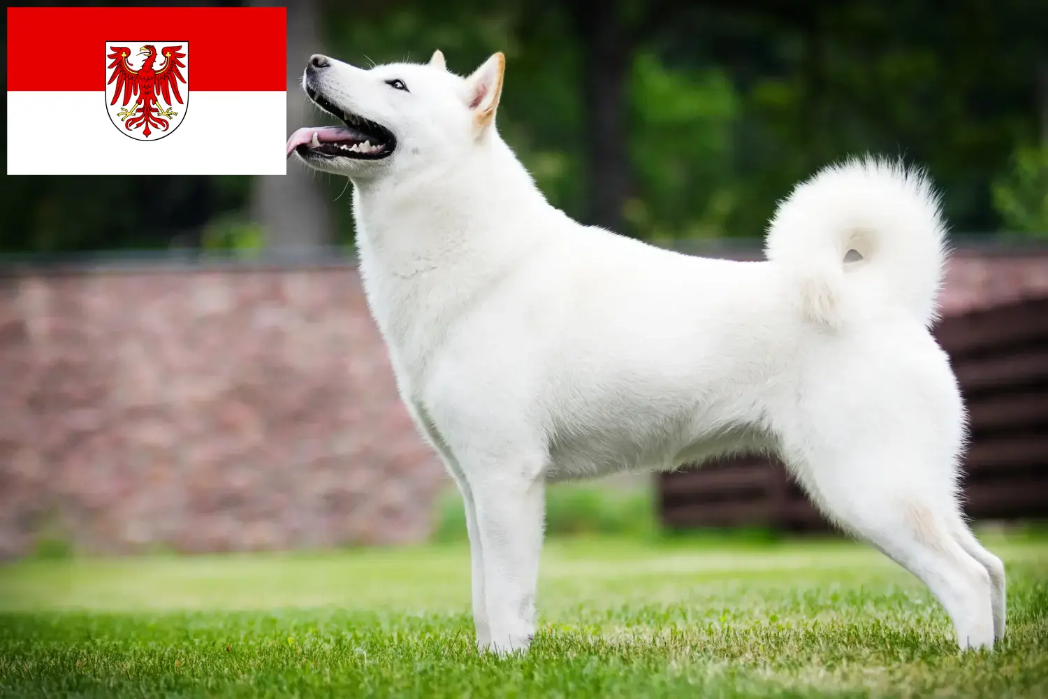 Hokkaido puppies and breeders Brandenburg Here you can find Hokkaido breeders in Brandenburg.