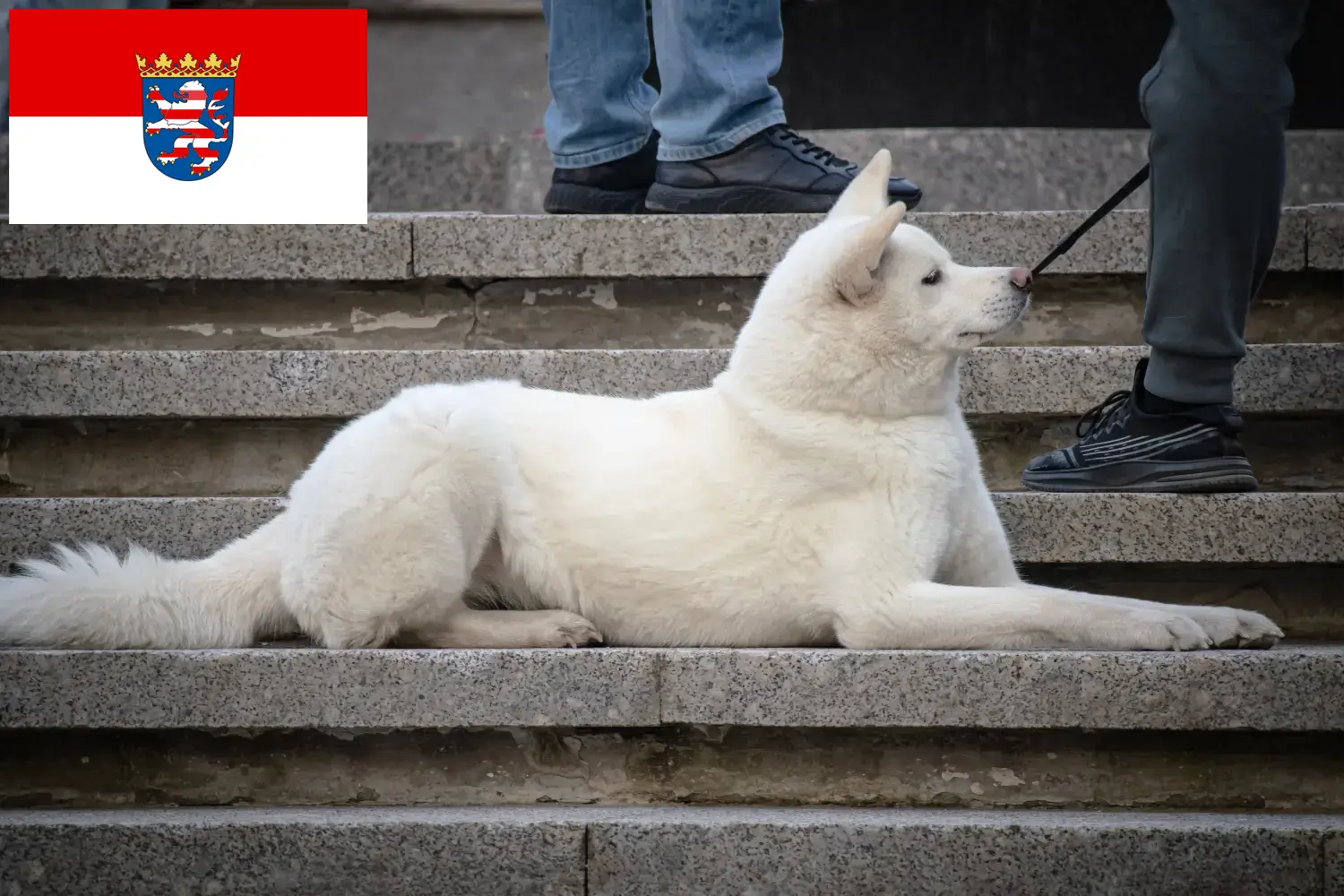 Hokkaido puppies and breeders Hessen Here you can find Hokkaido breeders in Hessen.