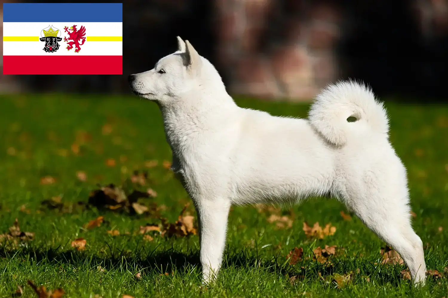 Hokkaido puppies and breeders Mecklenburg-Vorpommern Here you can find Hokkaido breeders in Mecklenburg-Vorpommern.