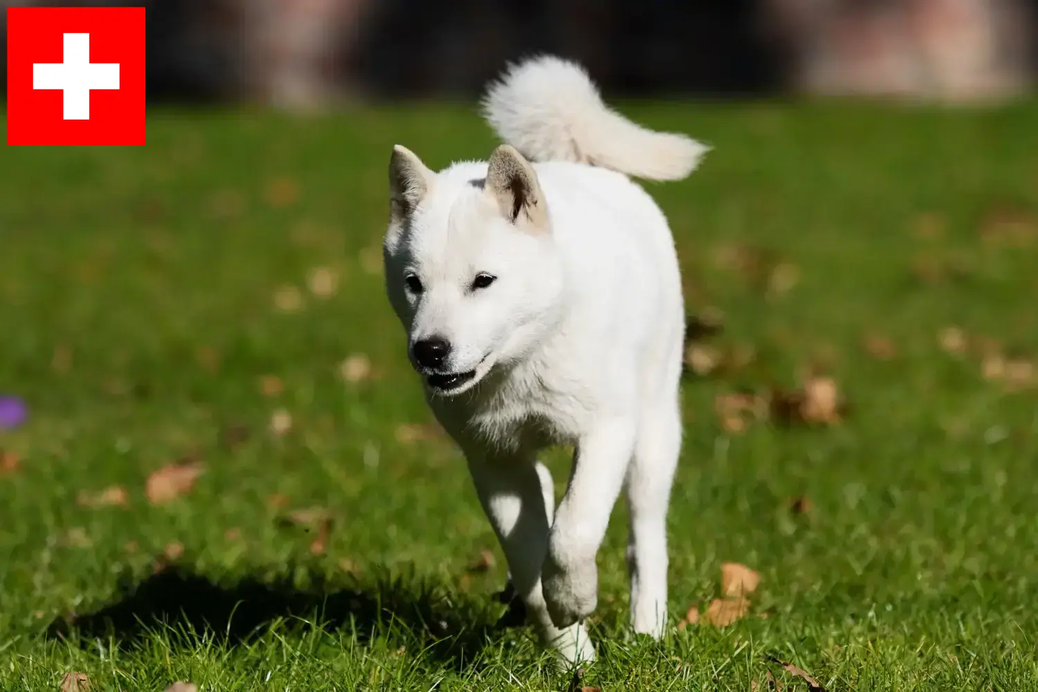 Hokkaido puppies and breeders Switzerland Here you can find Hokkaido breeders in Switzerland.