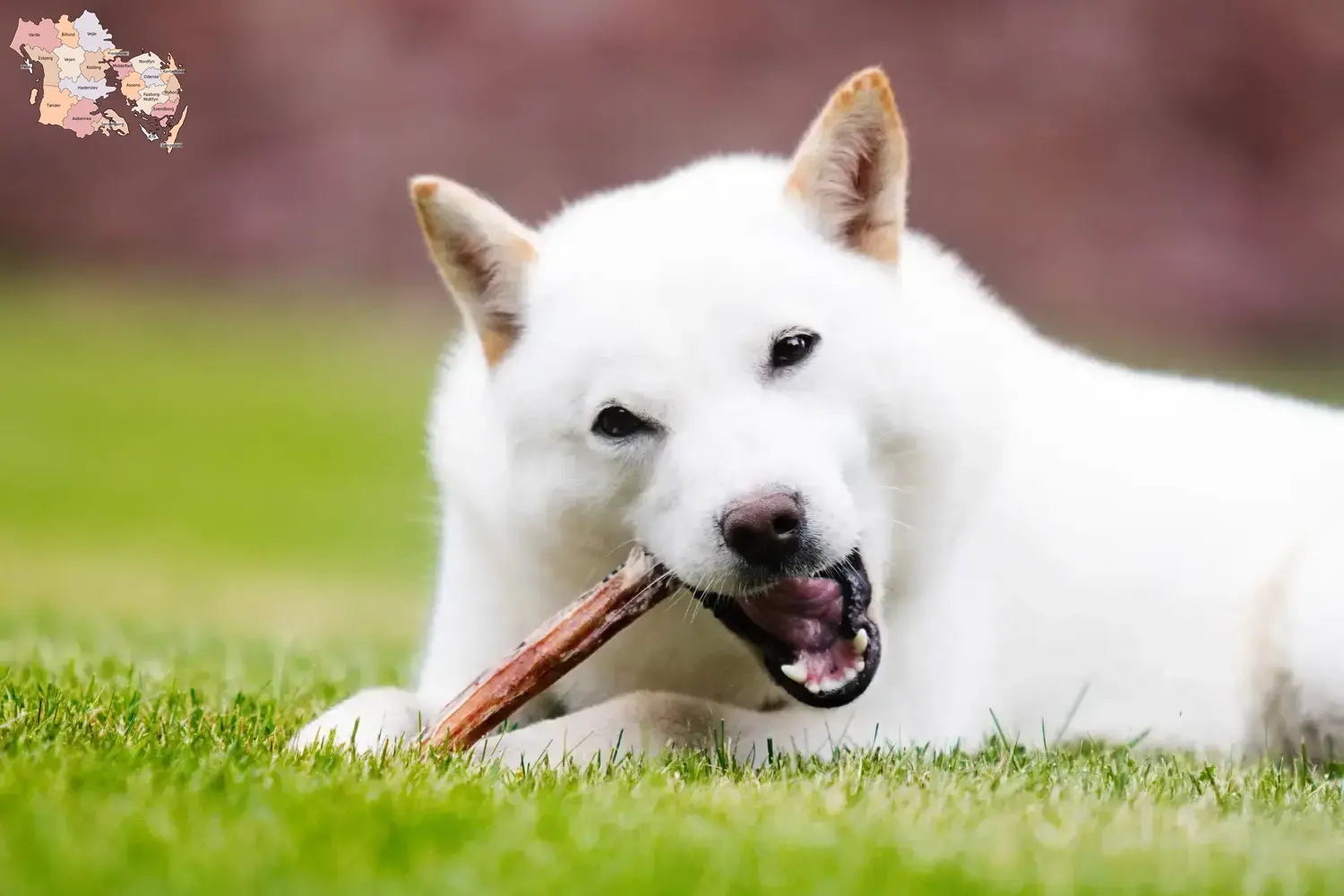 Hokkaido puppies and breeders Syddanmark Here you can find Hokkaido breeders in Syddanmark.