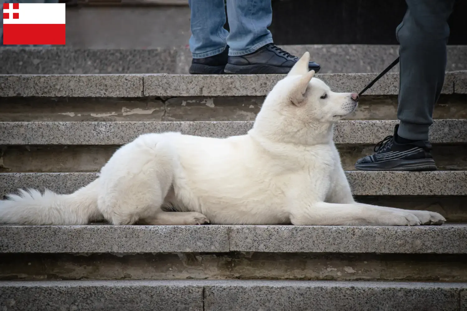Hokkaido puppies and breeders Utrecht Here you can find Hokkaido breeders in Utrecht.