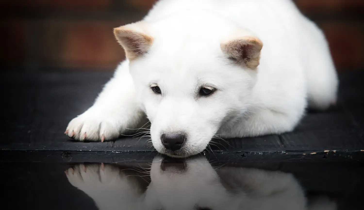 Buying a Hokkaido puppy means taking responsibility! Buy Hokkaido puppies.