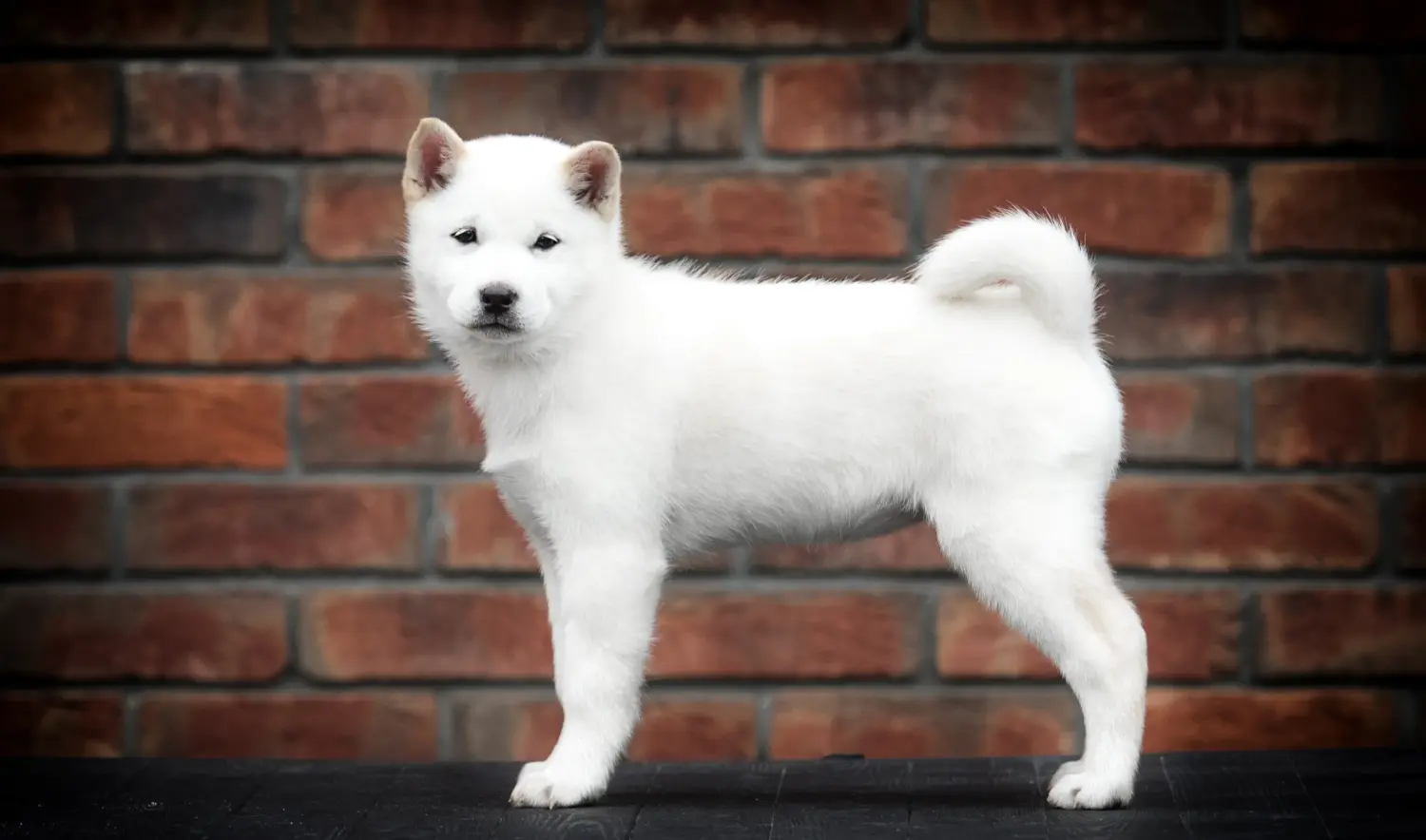 Buying a Hokkaido puppy means taking responsibility! Buy Hokkaido puppies.