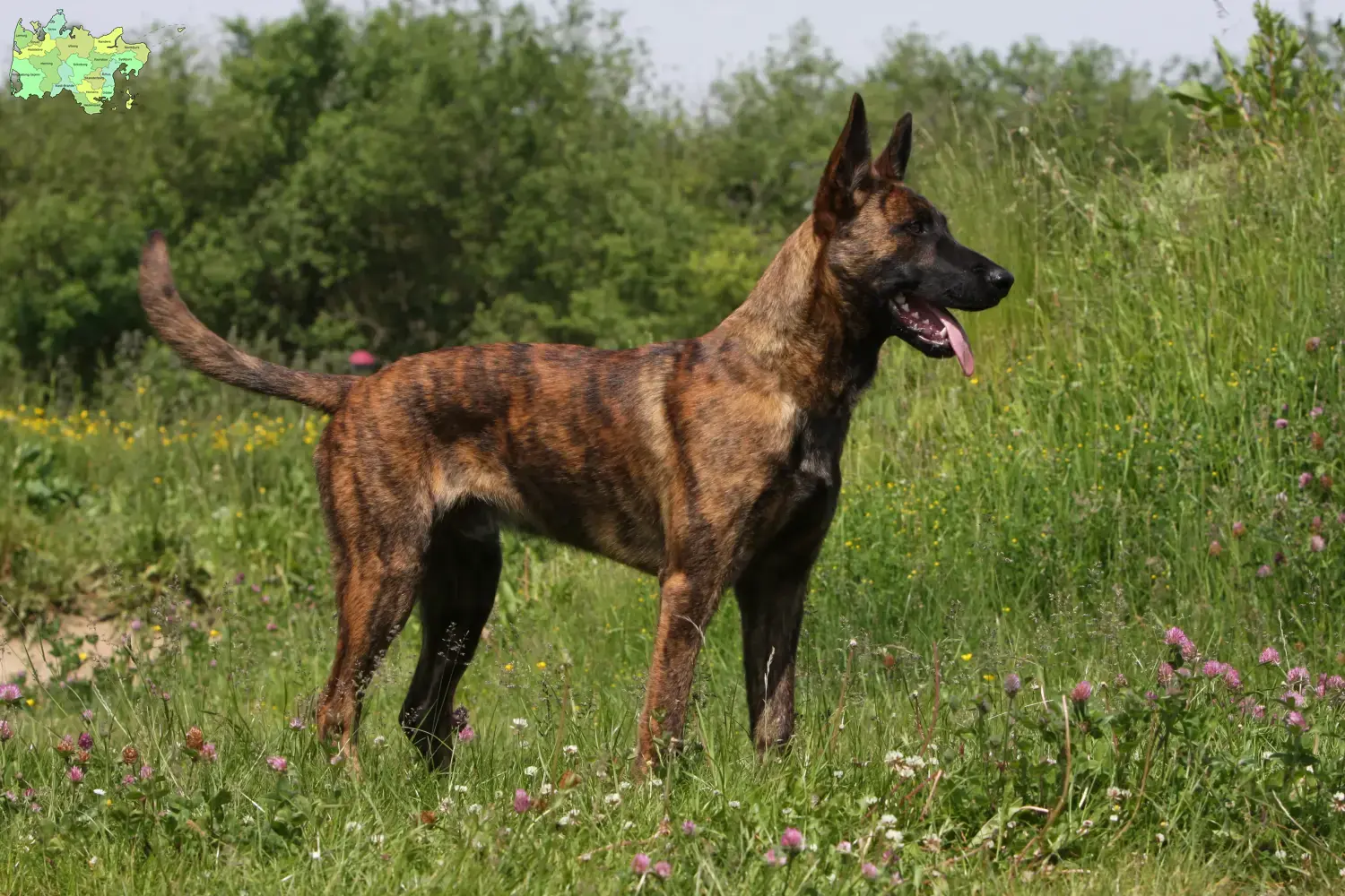 Read more about the article Hollandse Herdershond breeders and puppies in Midtjylland