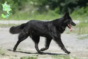 Read more about the article Hollandse Herdershond breeders and puppies in Sjælland