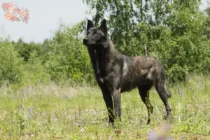 Read more about the article Hollandse Herdershond breeders and puppies in Syddanmark