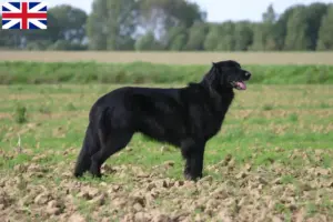 Read more about the article Hovawart breeders and puppies in Great Britain