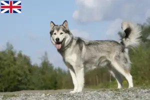 Read more about the article Husky breeders and puppies in Great Britain