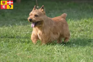 Read more about the article Irish Glen of Imaal Terrier breeders and puppies in Auvergne-Rhône-Alpes