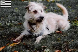 Read more about the article Irish Glen of Imaal Terrier breeders and puppies in Brittany