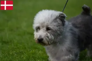 Read more about the article Irish Glen of Imaal Terrier breeders and puppies in Denmark