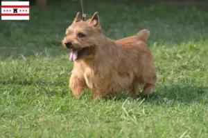 Read more about the article Irish Glen of Imaal Terrier breeders and puppies in Drenthe