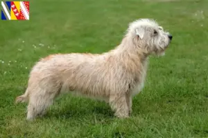 Read more about the article Irish Glen of Imaal Terrier breeders and puppies in Grand Est