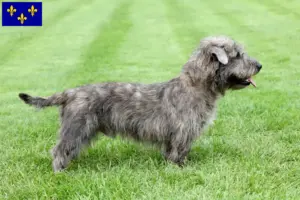 Read more about the article Irish Glen of Imaal Terrier breeders and puppies in Île-de-France