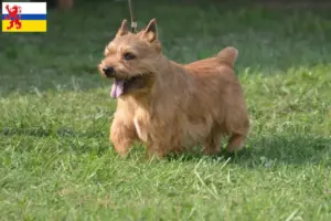 Read more about the article Irish Glen of Imaal Terrier breeders and puppies in Limburg