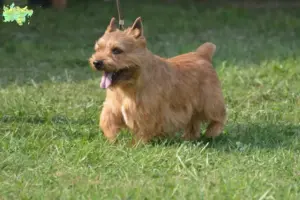 Read more about the article Irish Glen of Imaal Terrier breeders and puppies in Midtjylland
