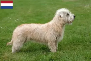 Read more about the article Irish Glen of Imaal Terrier breeders and puppies in the Netherlands