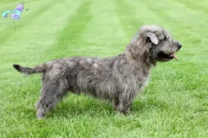 Read more about the article Irish Glen of Imaal Terrier breeders and puppies in Nordjylland