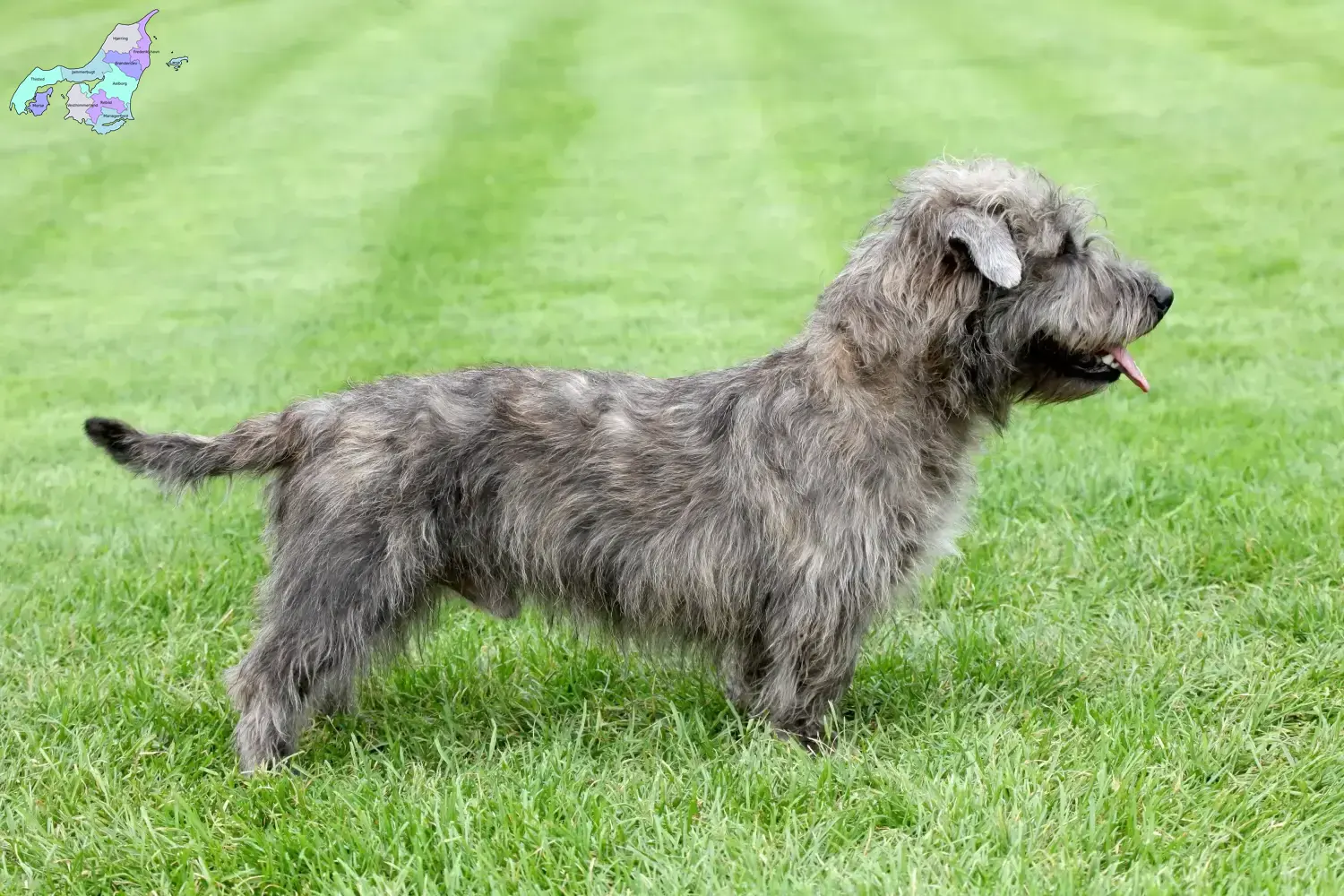 Read more about the article Irish Glen of Imaal Terrier breeders and puppies in Nordjylland