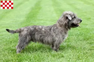 Read more about the article Irish Glen of Imaal Terrier breeders and puppies in North Brabant