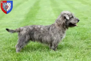 Read more about the article Irish Glen of Imaal Terrier breeders and puppies in Pays de la Loire