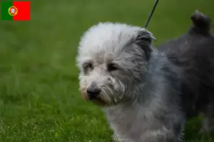 Read more about the article Irish Glen of Imaal Terrier breeders and puppies in Portugal