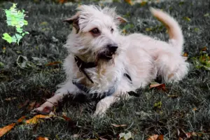 Read more about the article Irish Glen of Imaal Terrier breeders and puppies in Sjælland