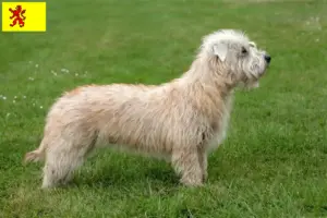 Read more about the article Irish Glen of Imaal Terrier breeders and puppies in South Holland