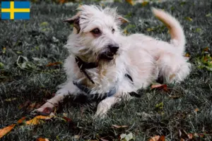 Read more about the article Irish Glen of Imaal Terrier breeders and puppies in Sweden
