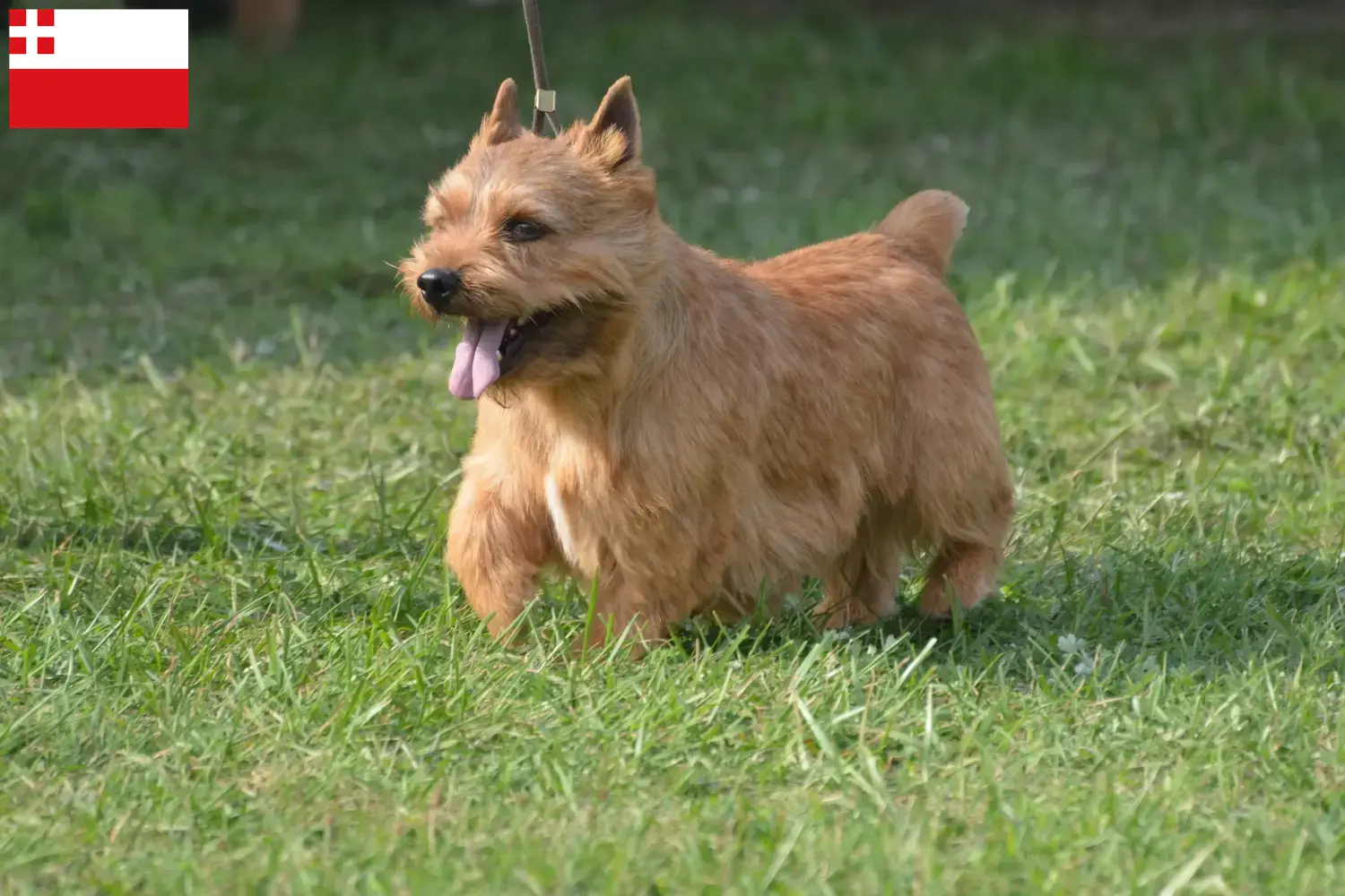 Read more about the article Irish Glen of Imaal Terrier breeders and puppies in Utrecht