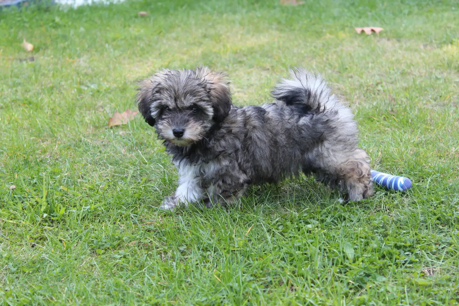Buying an Irish Glen of Imaal Terrier puppy means taking responsibility! Buy Irish Glen of Imaal Terrier puppies.