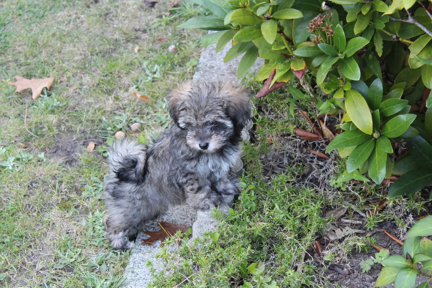 Buying an Irish Glen of Imaal Terrier puppy means taking responsibility! Buy Irish Glen of Imaal Terrier puppies.