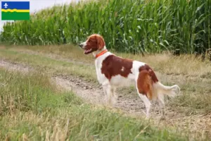 Read more about the article Irish Red and White Setter breeders and puppies in Flevoland