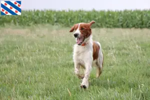 Read more about the article Irish Red and White Setter breeders and puppies in Friesland