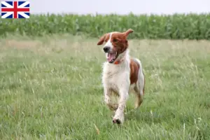 Read more about the article Irish Red and White Setter breeders and puppies in Great Britain