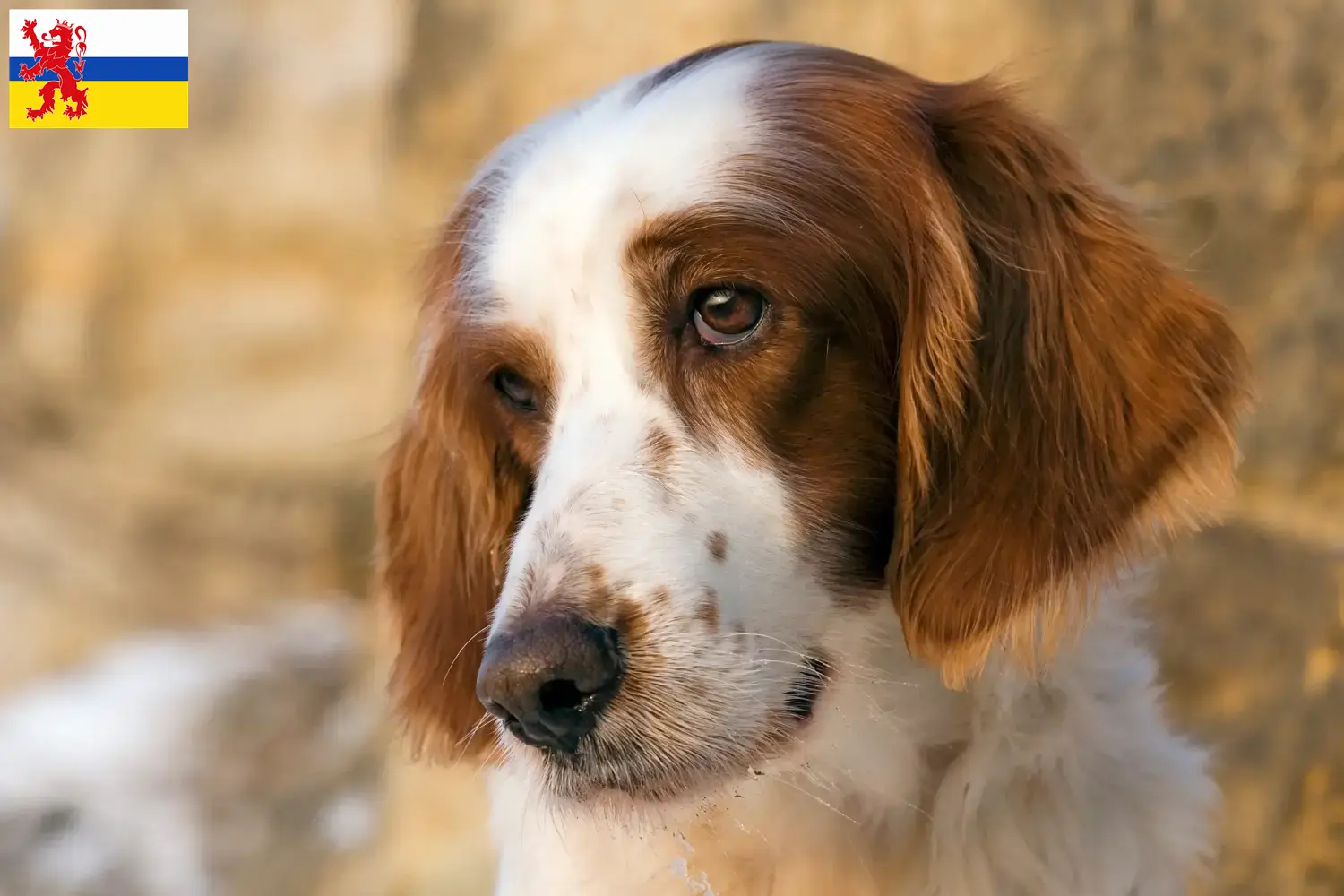 Irish Red and White Setter puppies and breeders Limburg Find here Irish Red and White Setter breeders in Limburg.