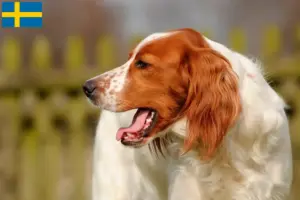 Read more about the article Irish Red and White Setter breeders and puppies in Sweden