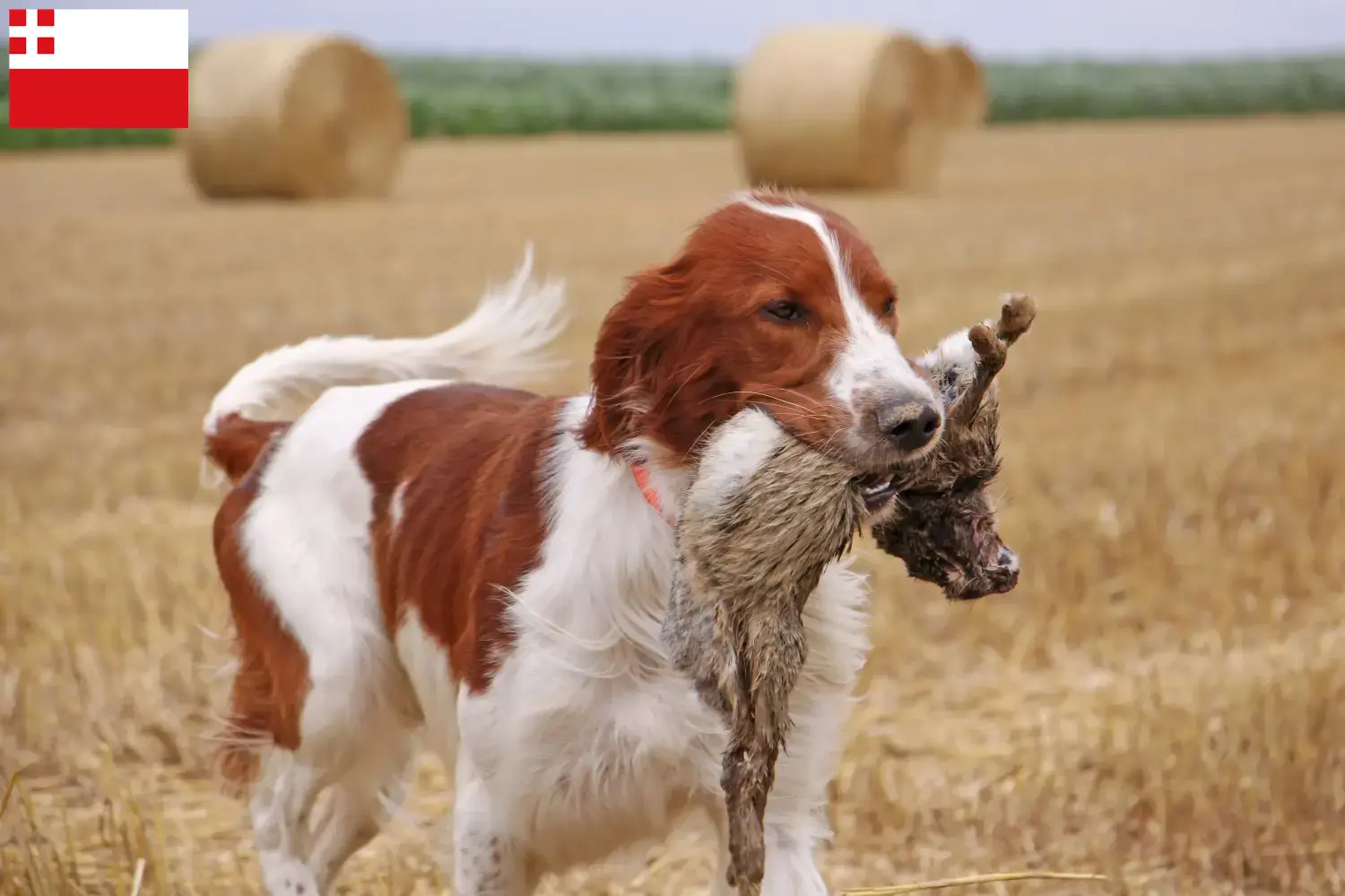 Irish Red and White Setter puppies and breeders Utrecht Find here Irish Red and White Setter breeders in Utrecht.