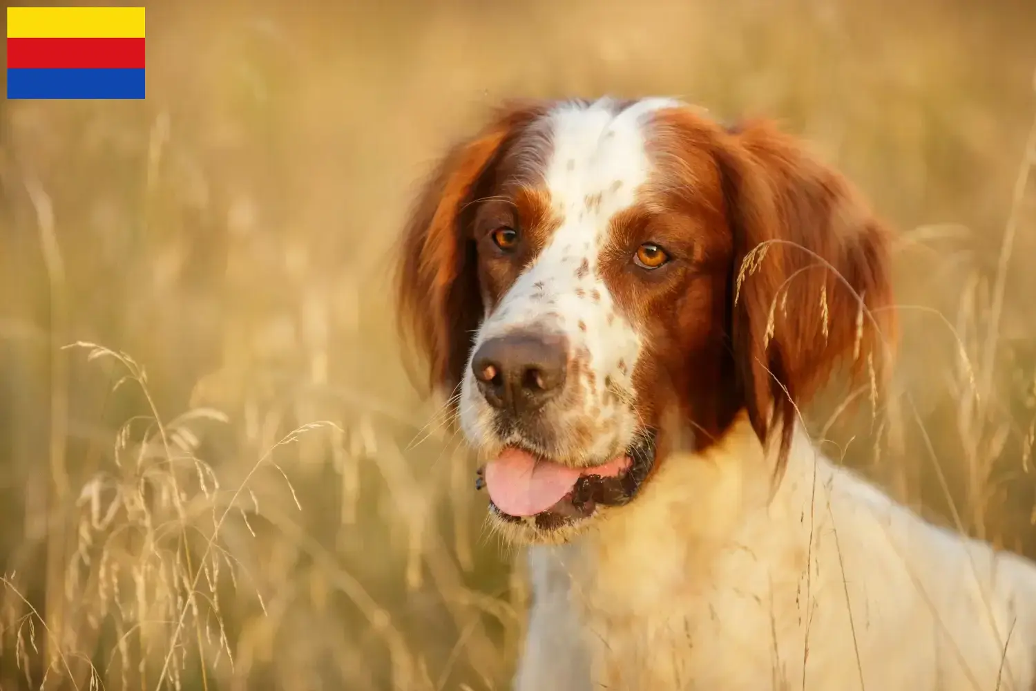 Irish Red and White Setter puppies and breeders North Holland Find Irish Red and White Setter breeders in North Holland.