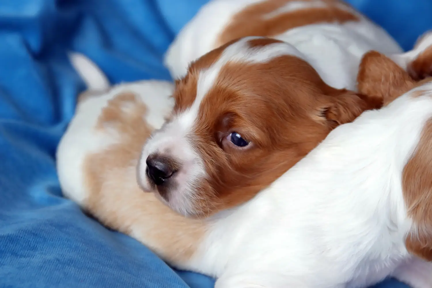 Buying an Irish Red and White Setter puppy means taking responsibility! Buy Irish Red and White Setter puppies.